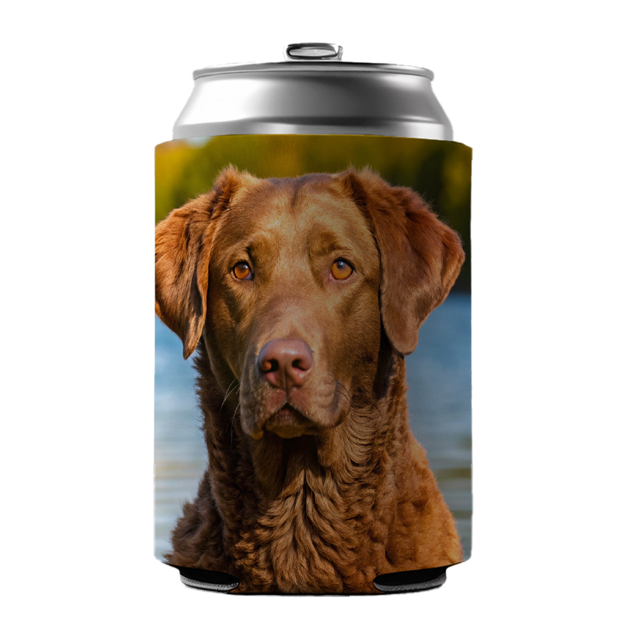 Chesapeake Bay Retriever Dog Photo Can Cooler Beer Soda Drink Insulated Holder Sleeve Hugger