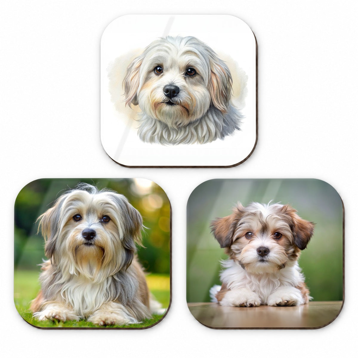 Lowchen Little Lion Dog Photo Illustration Fridge Magnet Set