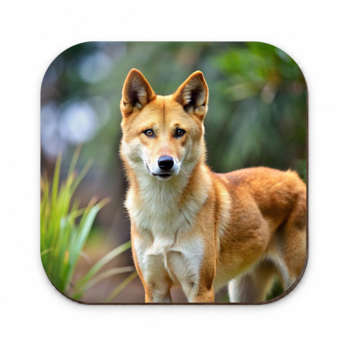 Australian Dingo Fridge Magnet