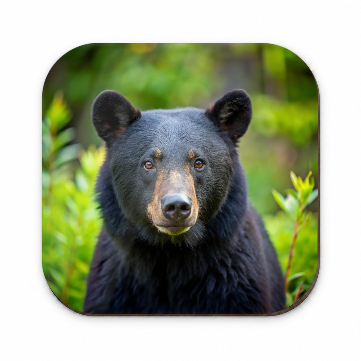 Black Bear Fridge Magnet