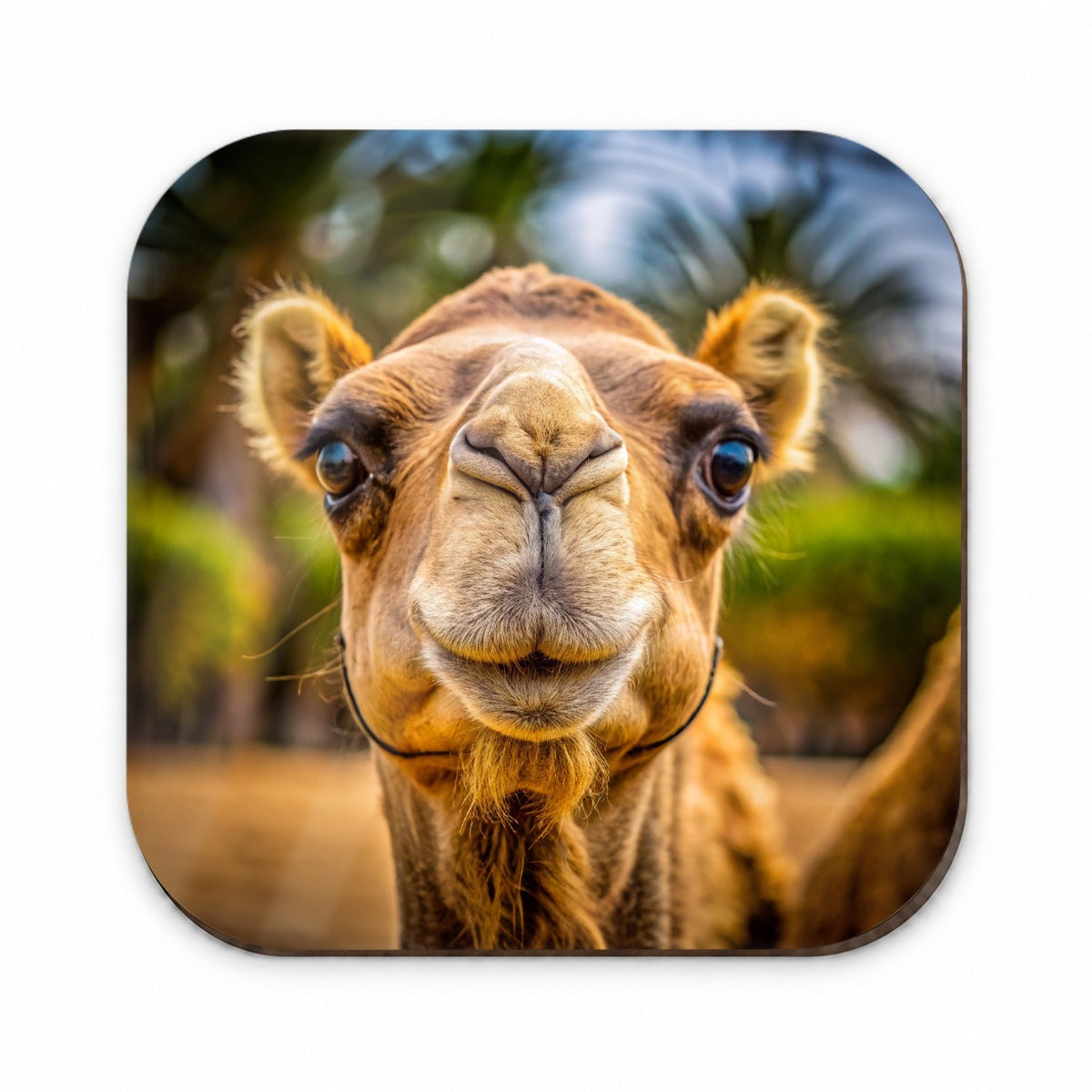 Camel Face Fridge Magnet