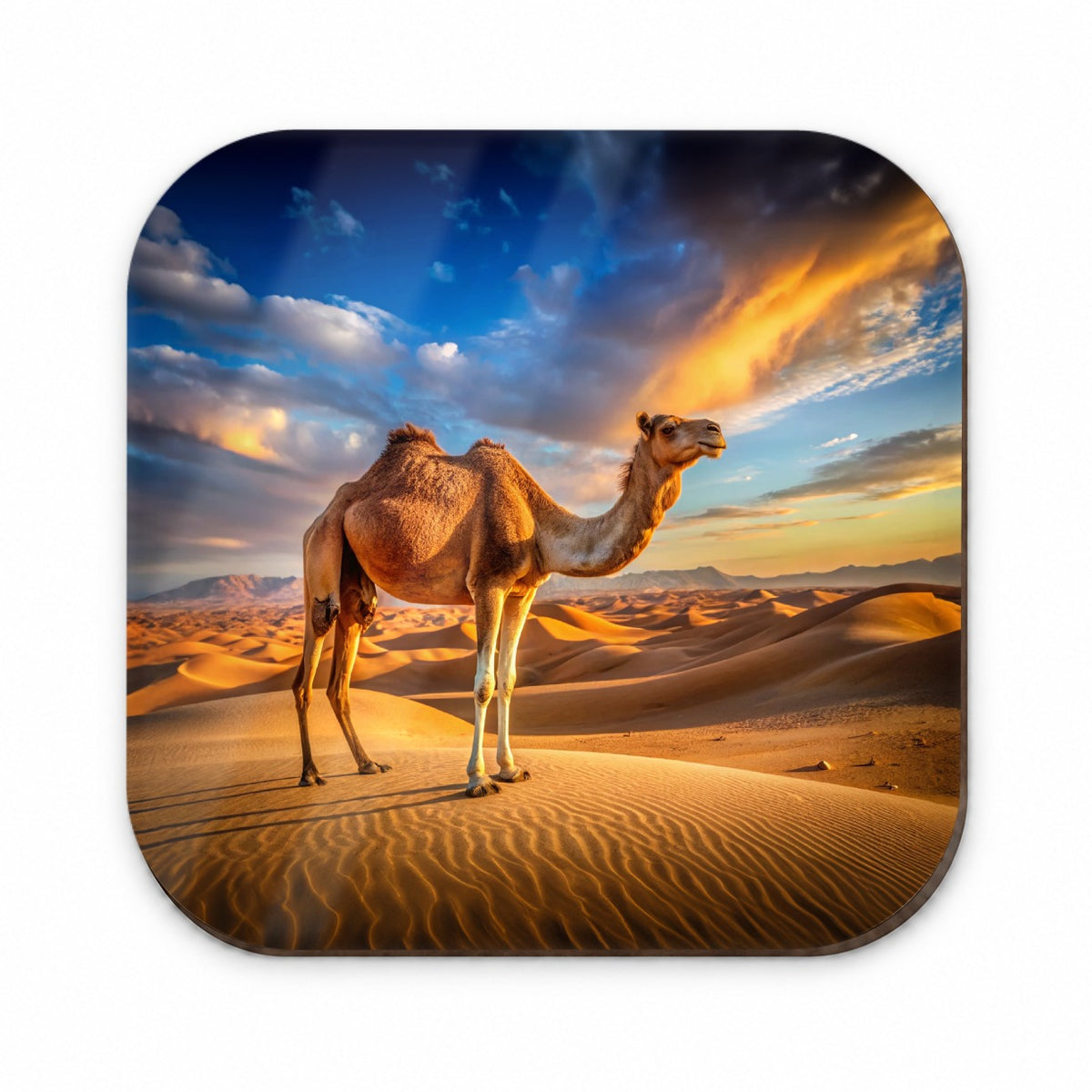 Camel Standing In Desert Fridge Magnet