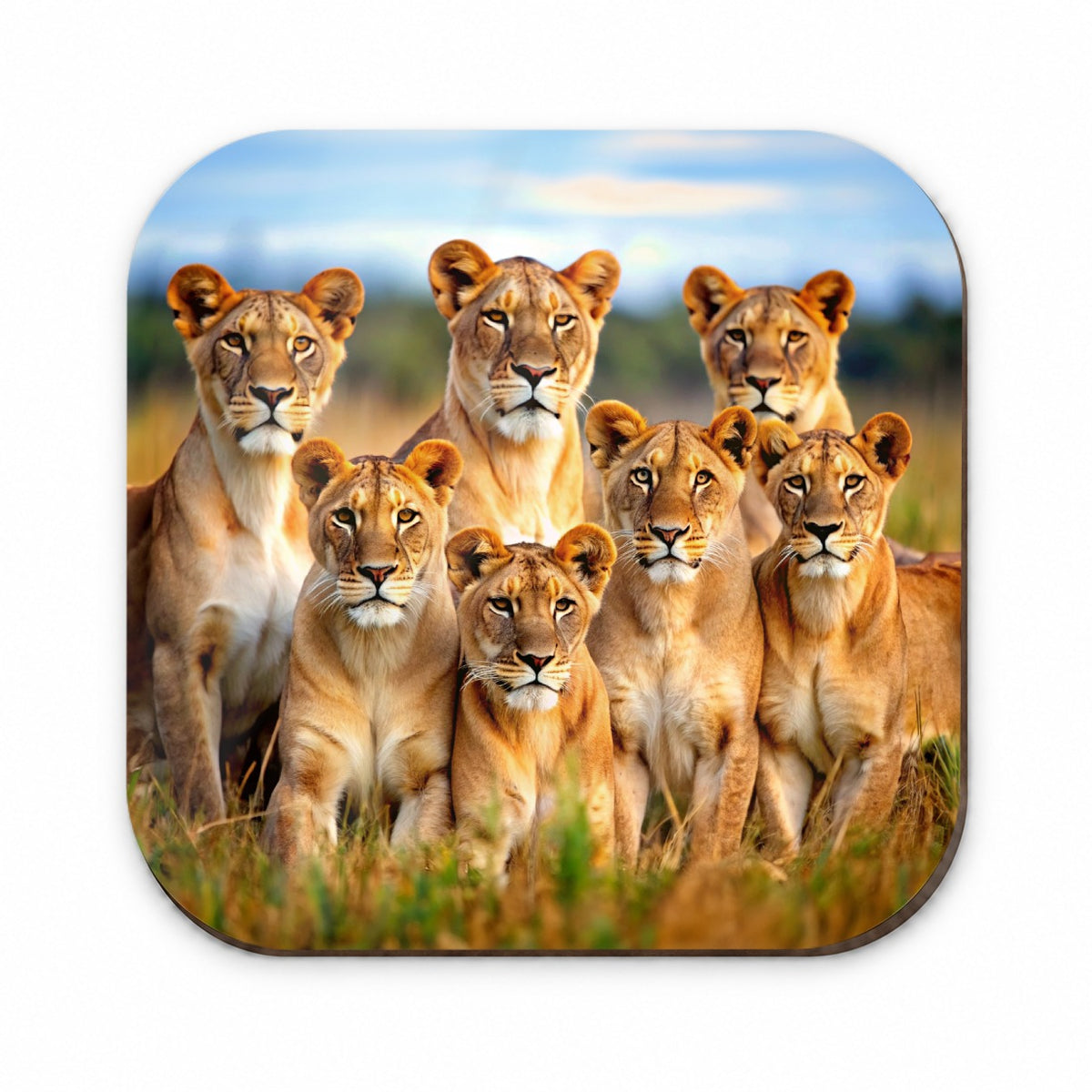 Female Lions Fridge Magnet