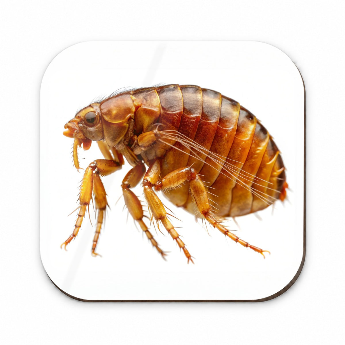 Flea Fridge Magnet