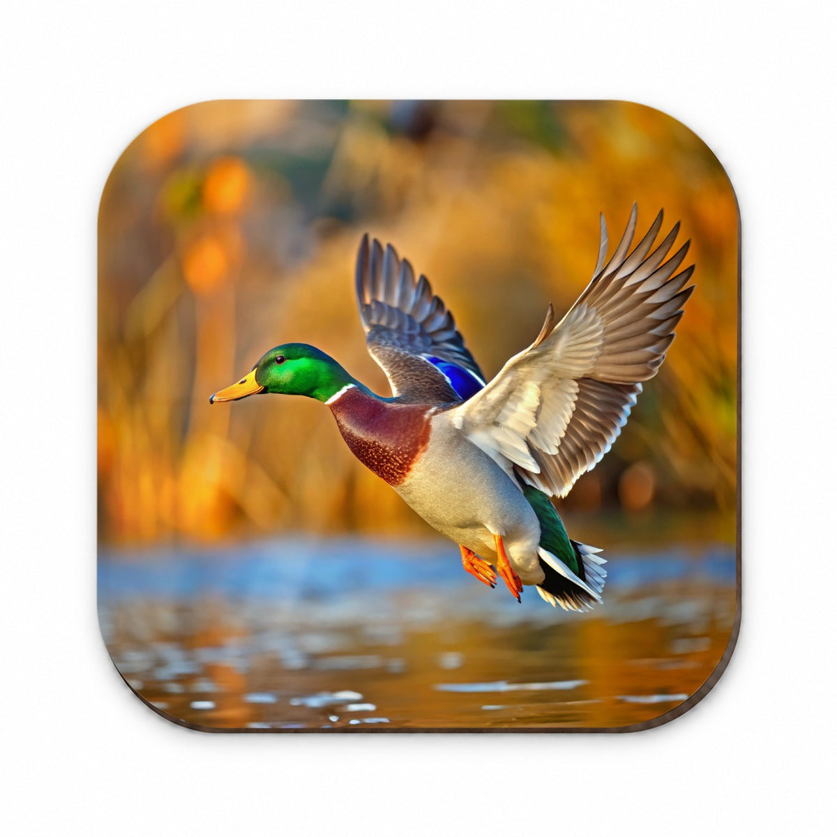 Mallard Duck Flying Fridge Magnet
