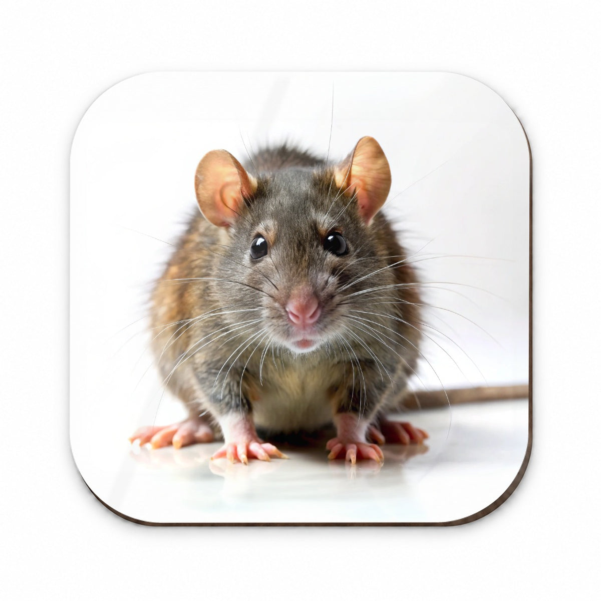 Rat Fridge Magnet