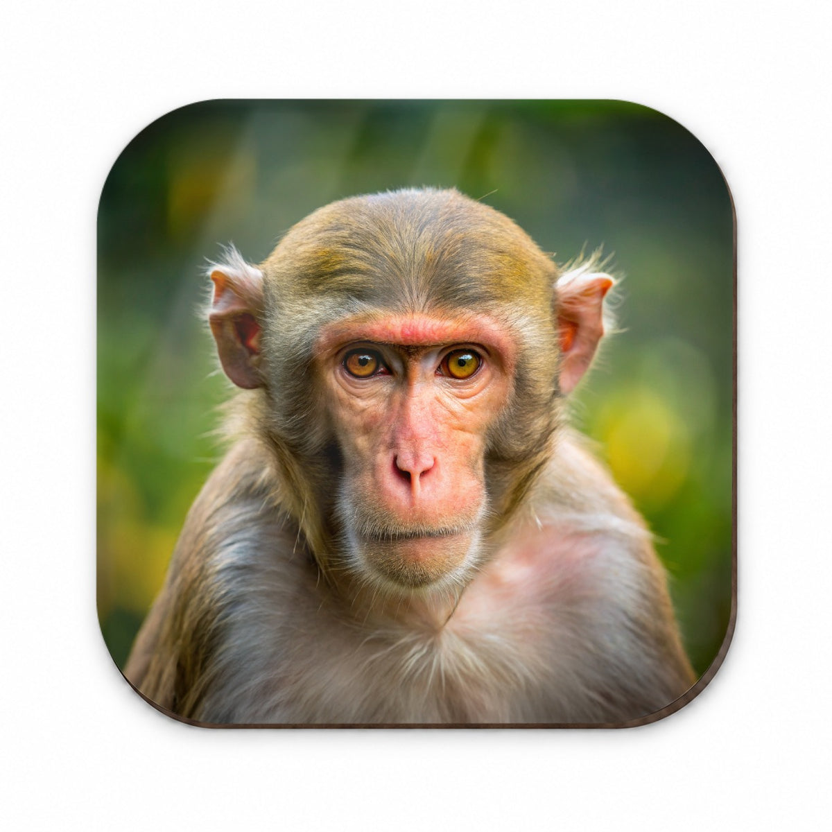 Rhesus Macaque Monkey Fridge Magnet