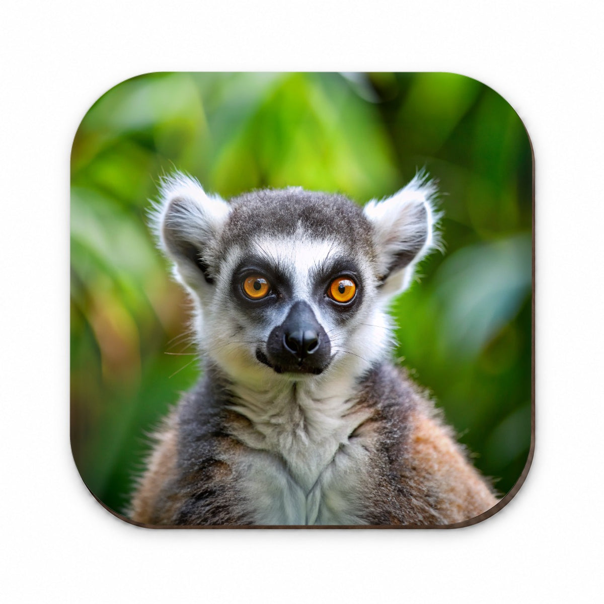 Ring-Tailed Lemur Fridge Magnet
