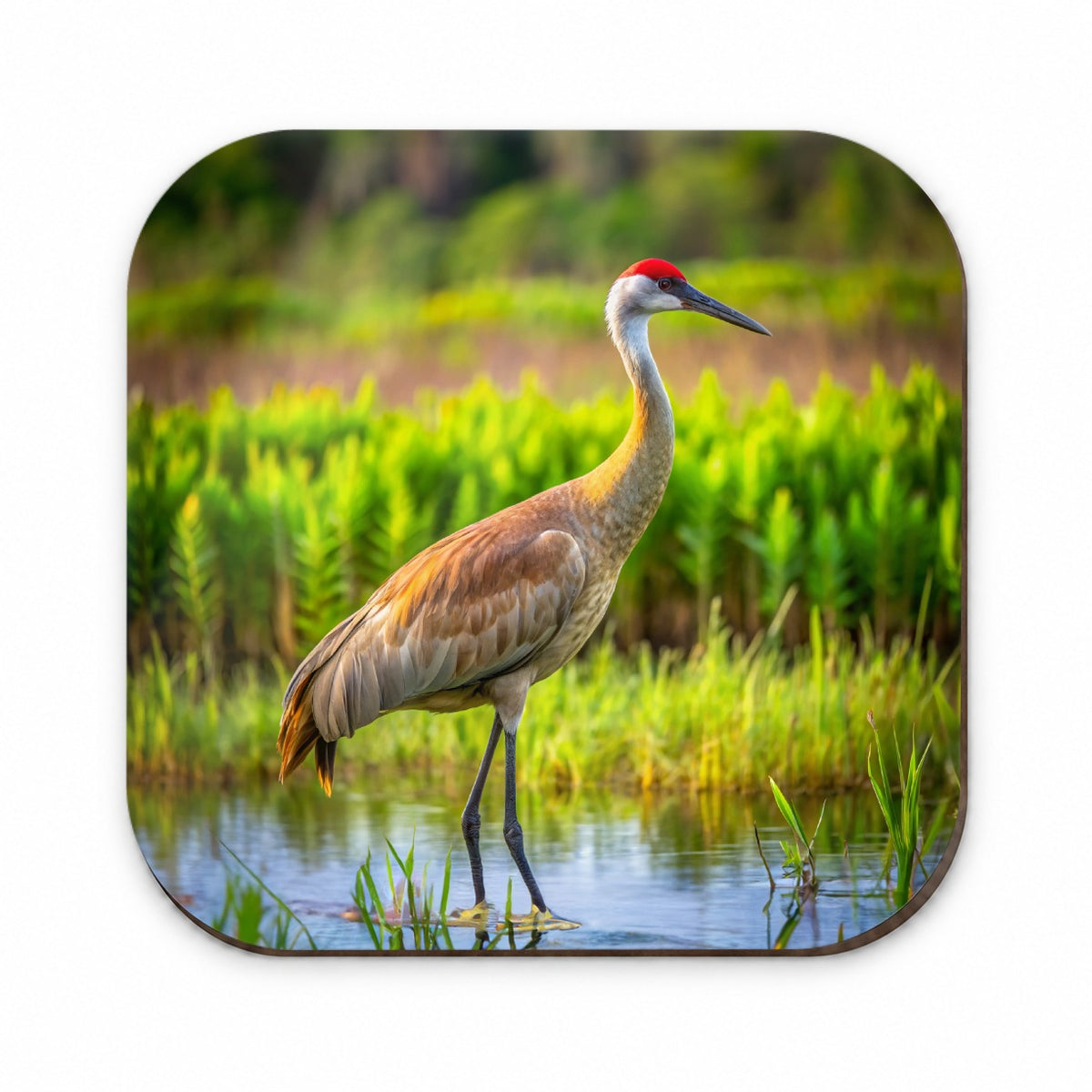 Sandhill Crane Fridge Magnet