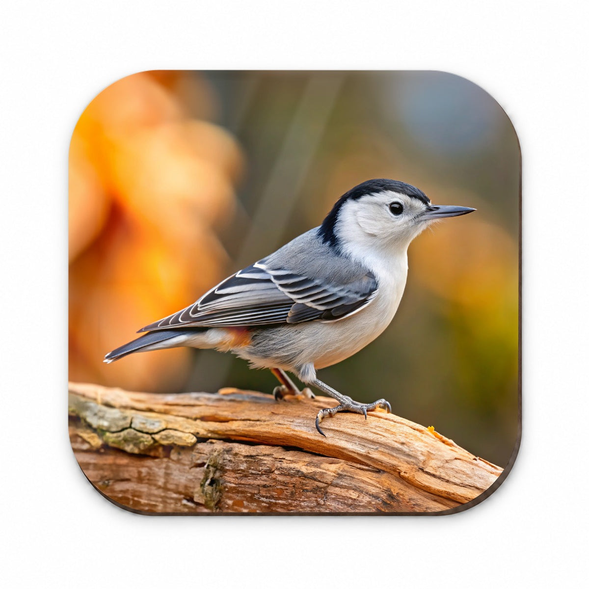 White Breasted Nuthatch Backyard Bird Fridge Magnet