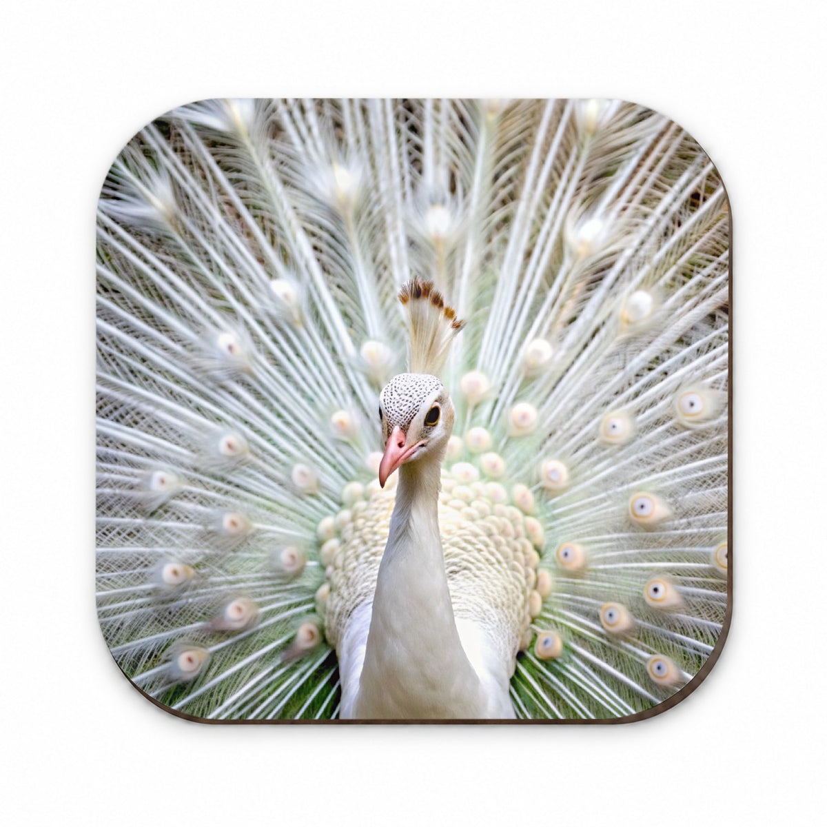 White Peacock Fridge Magnet