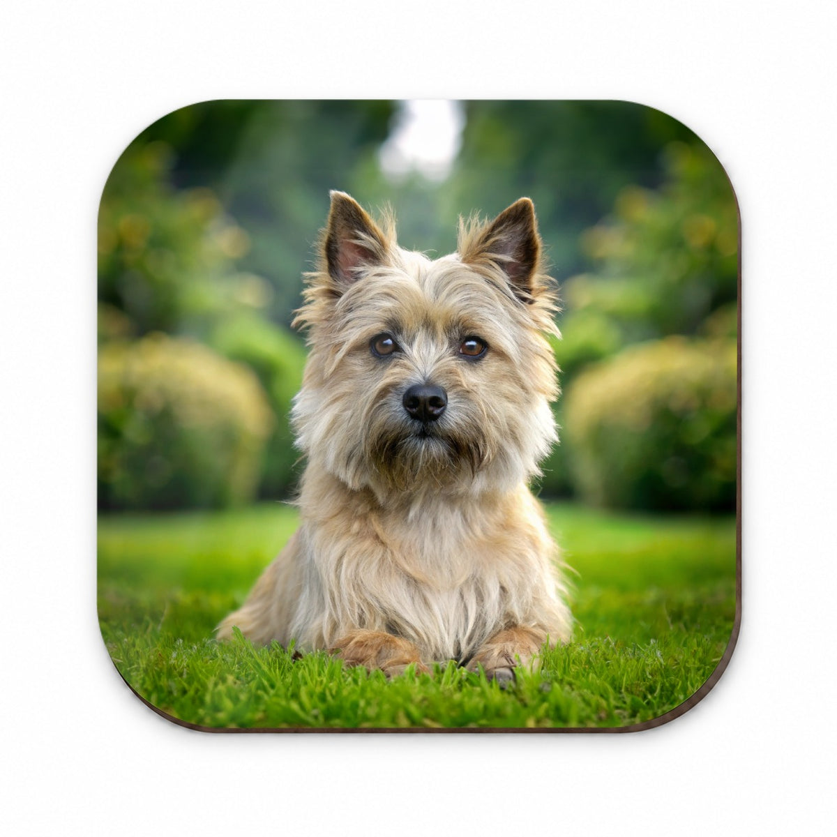 Cairn Terrier Dog Photo Fridge Magnet
