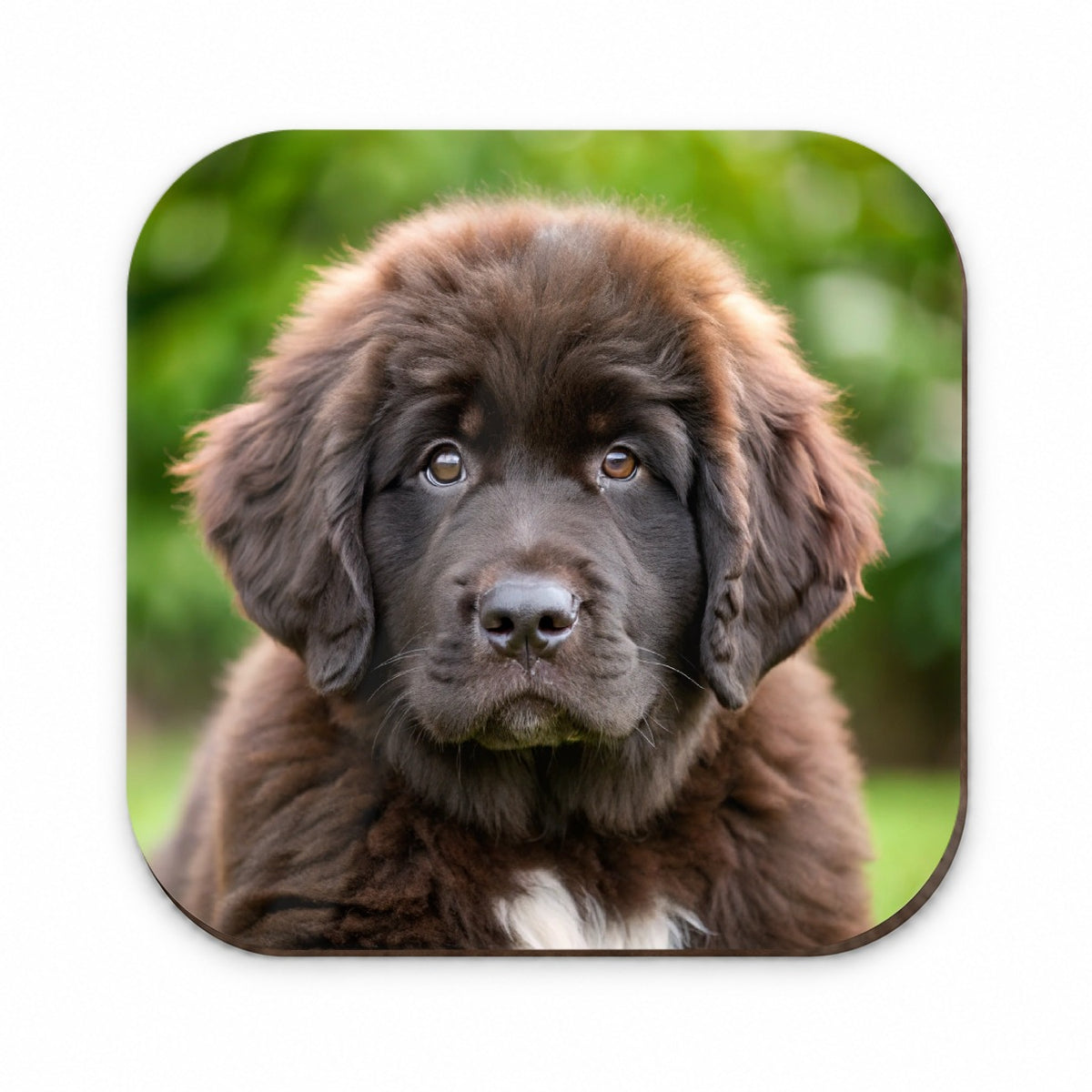 Newfoundland Dog Puppy Photo Fridge Magnet