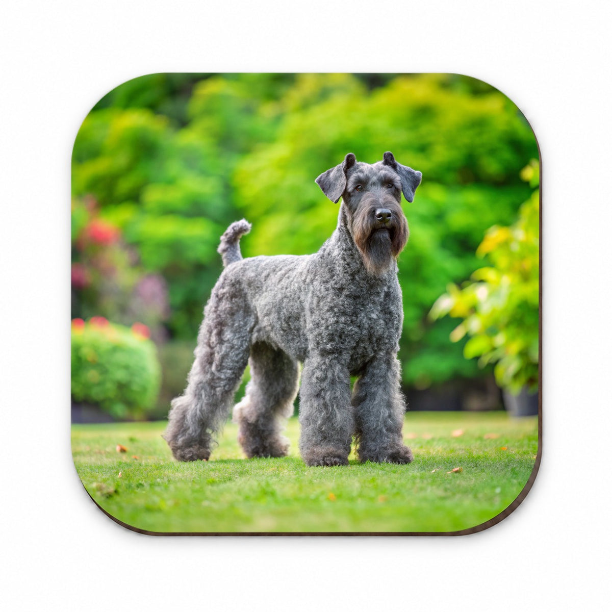 Kerry Blue Terrier Dog Photo Fridge Magnet