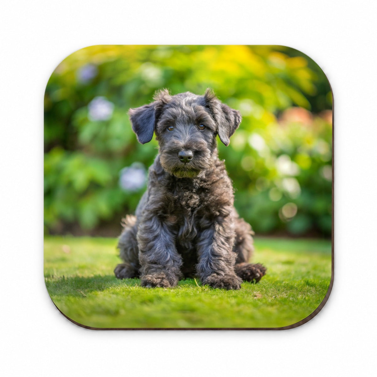 Kerry Blue Terrier Dog Puppy Photo Fridge Magnet