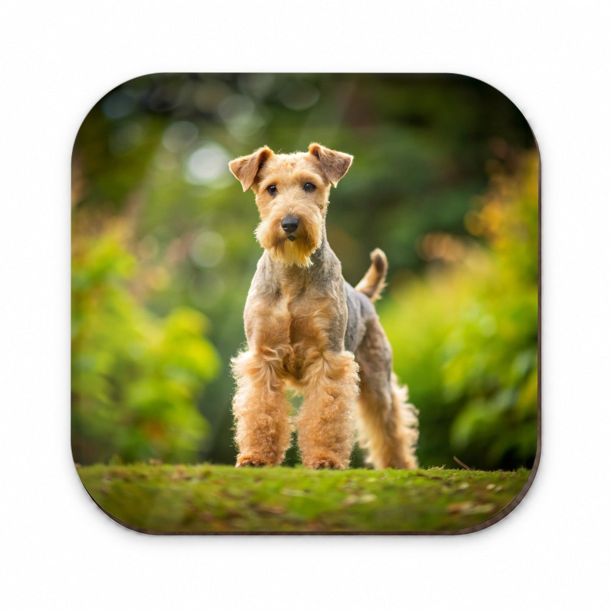 Lakeland Terrier Dog Photo Fridge Magnet