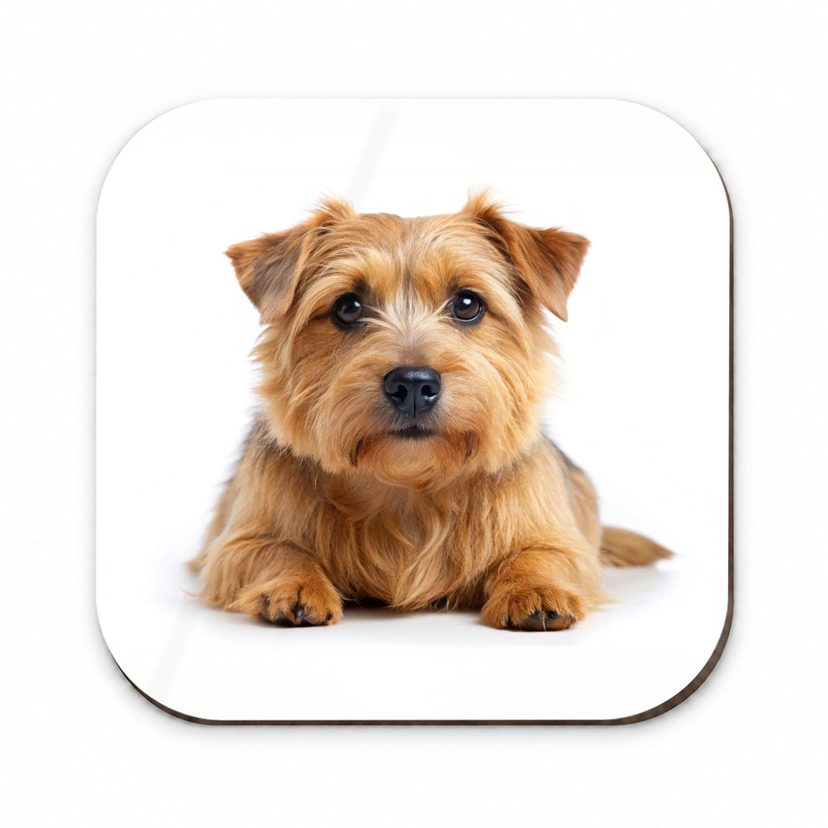Norfolk Terrier Dog Photo Fridge Magnet