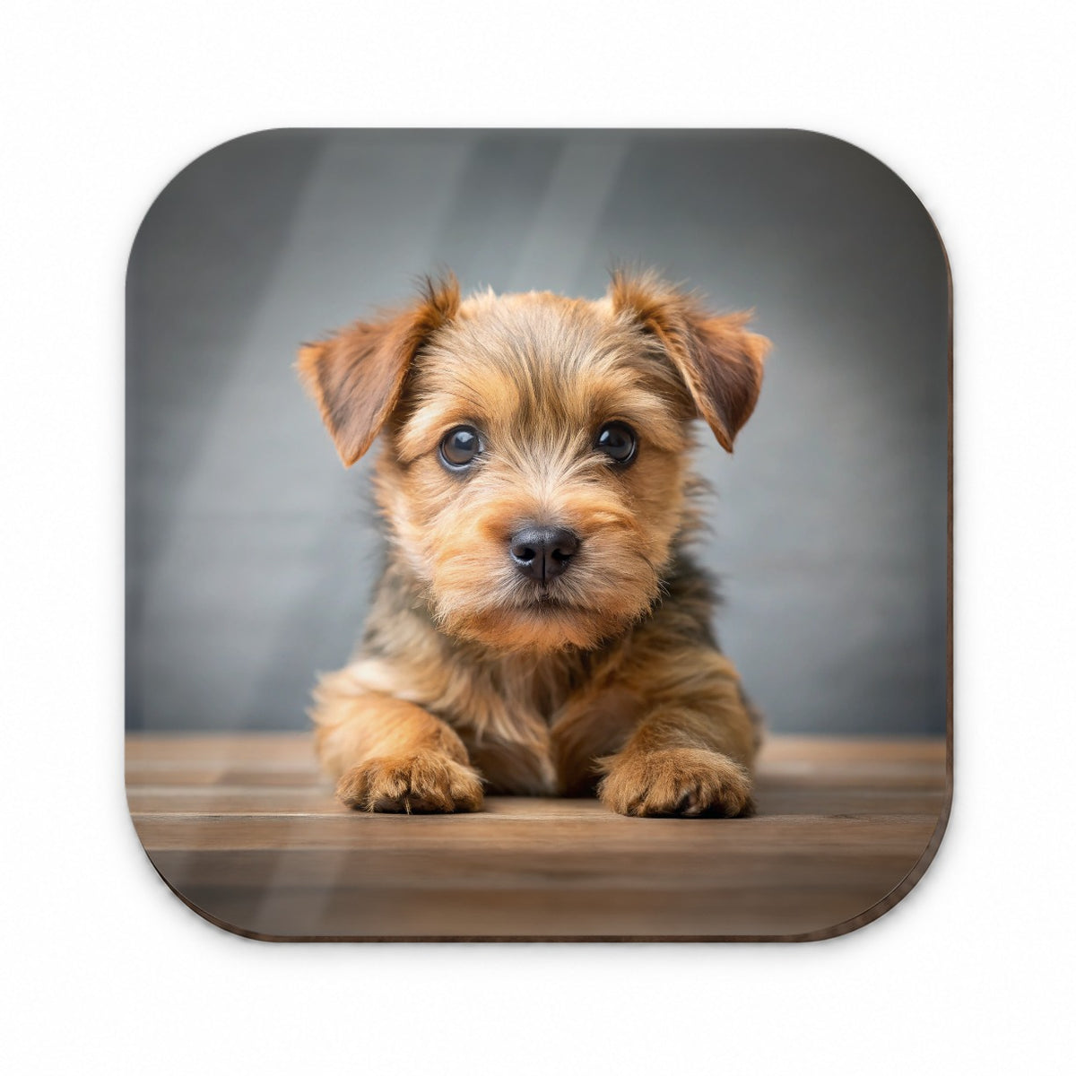 Norfolk Terrier Dog Puppy Photo Fridge Magnet