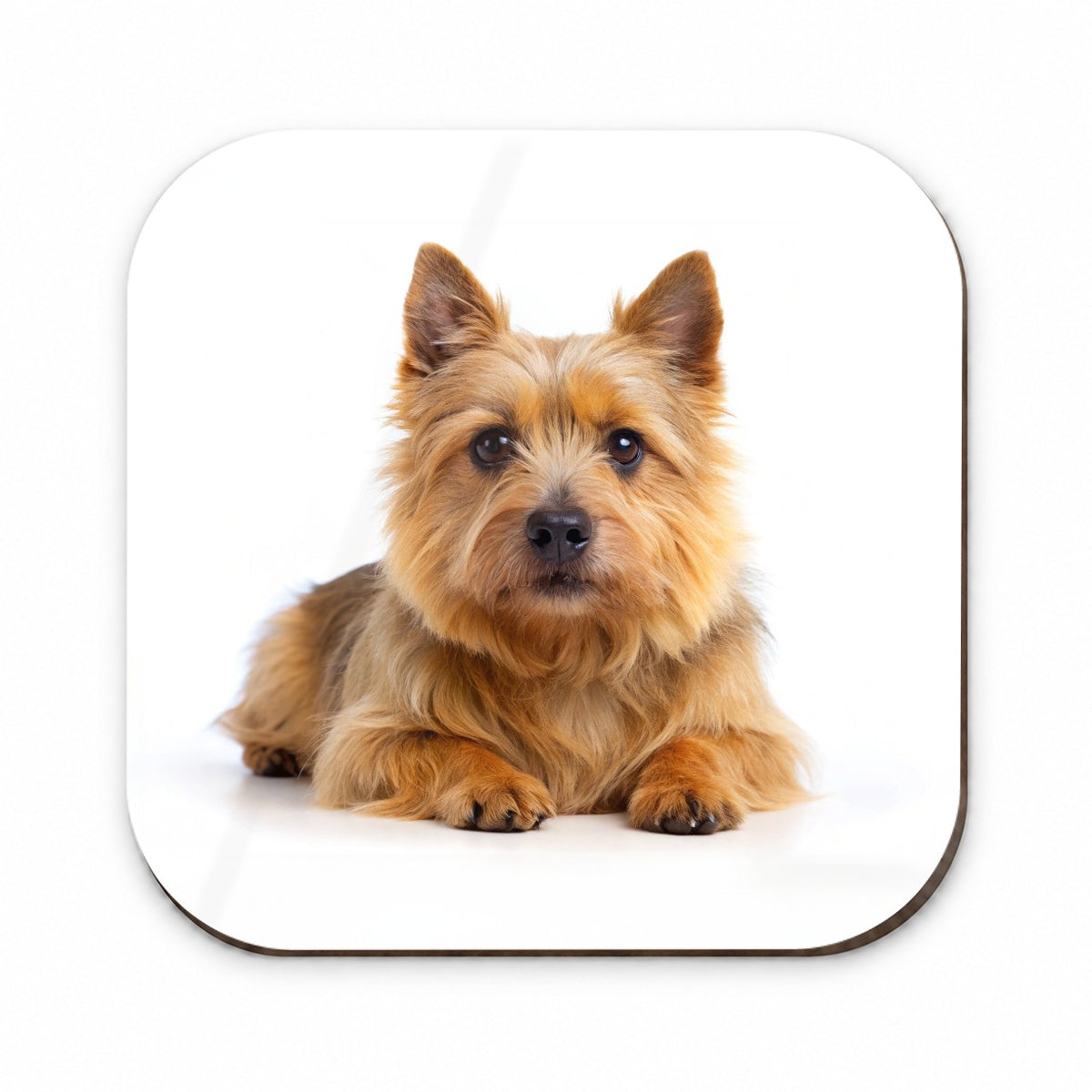 Norwich Terrier Dog Photo Fridge Magnet
