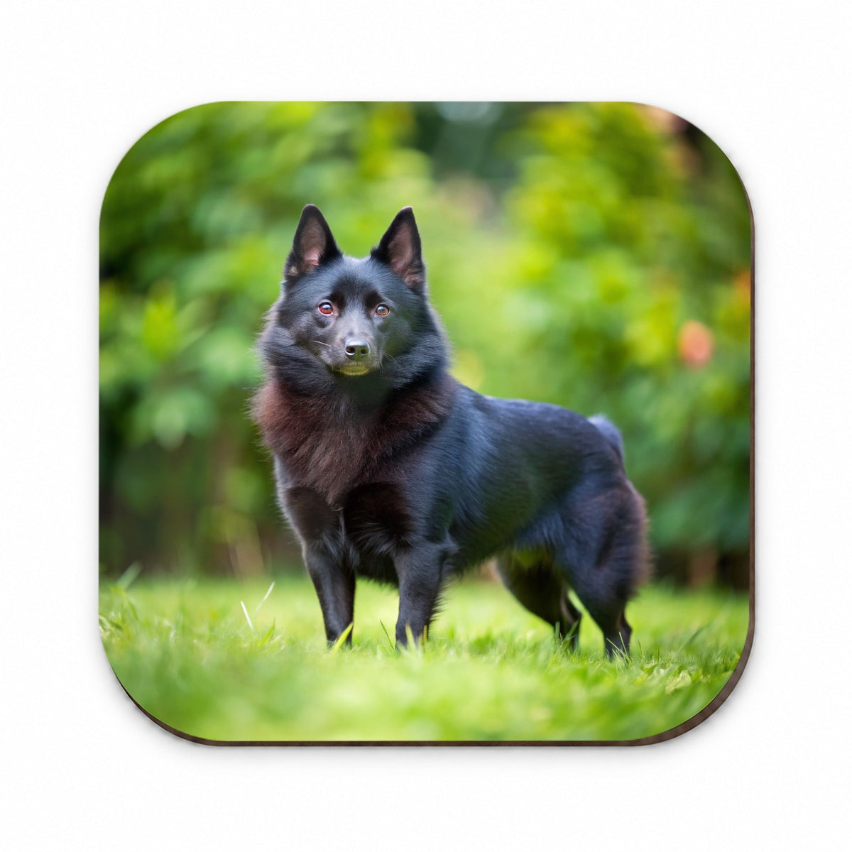 Schipperke Dog Photo Fridge Magnet