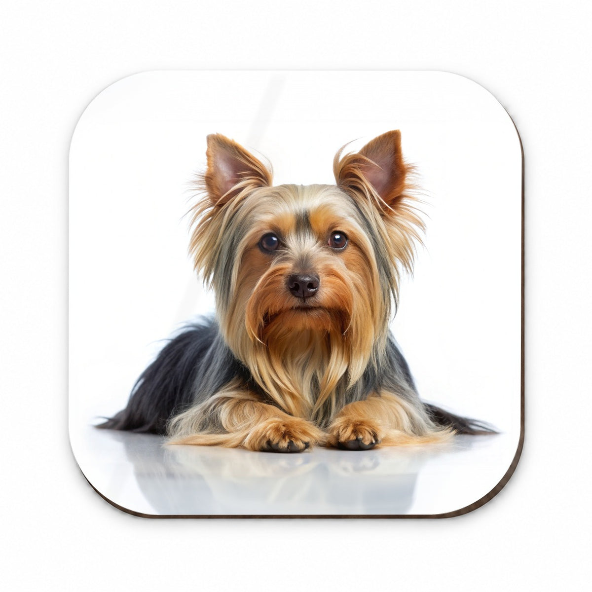 Silky Terrier Dog Photo Fridge Magnet