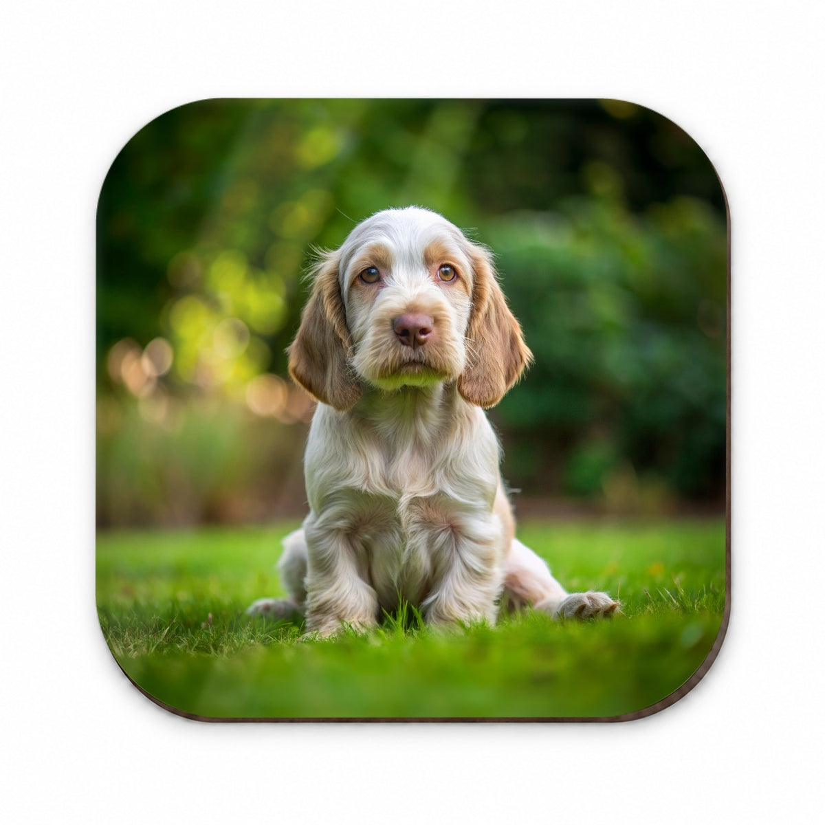 Spinone Italiano Dog Puppy Photo Fridge Magnet
