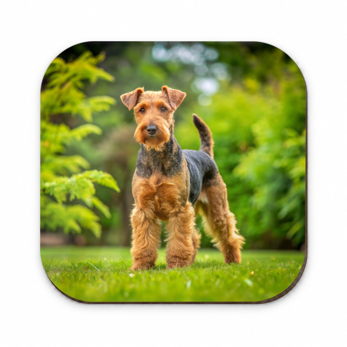 Welsh Terrier Dog Photo Fridge Magnet