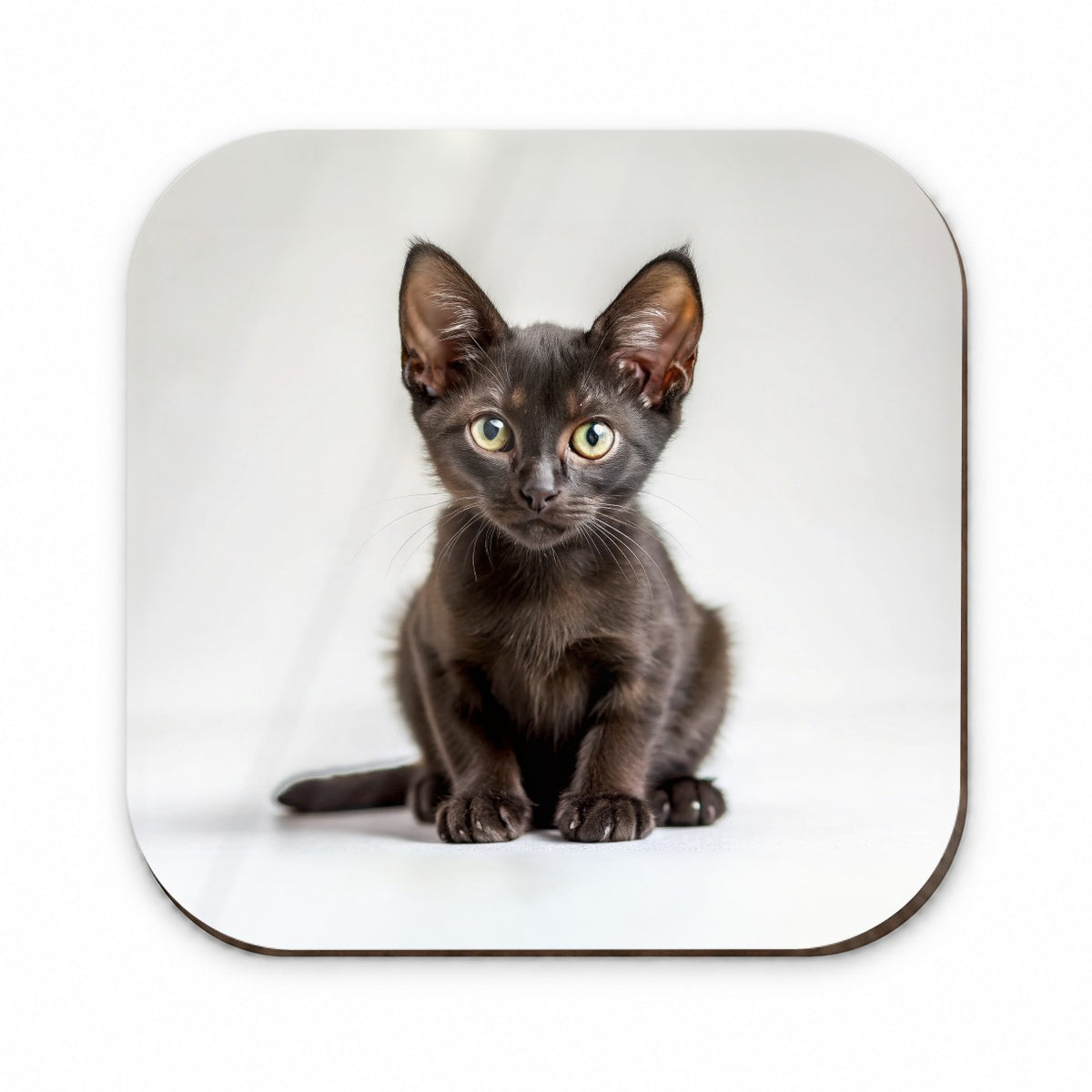Bombay Black Cat Kitten Photo Fridge Magnet