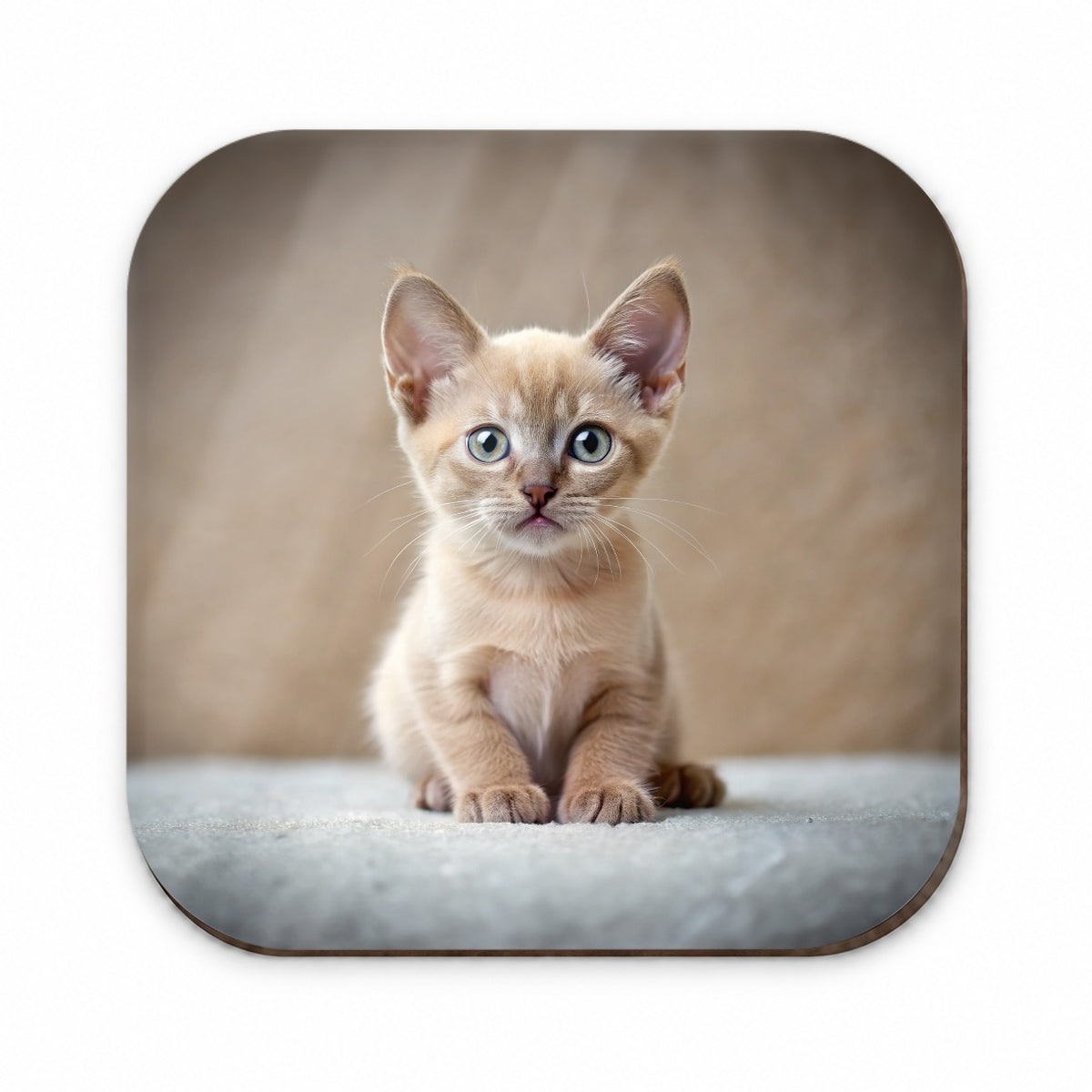 Burmese Cat Kitten Photo Fridge Magnet