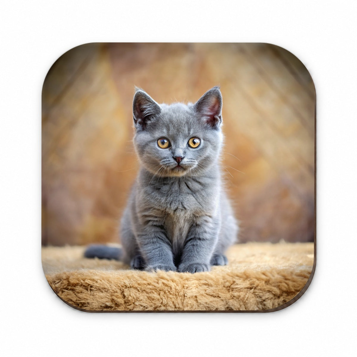 Chartreux Cat Kitten Photo Fridge Magnet