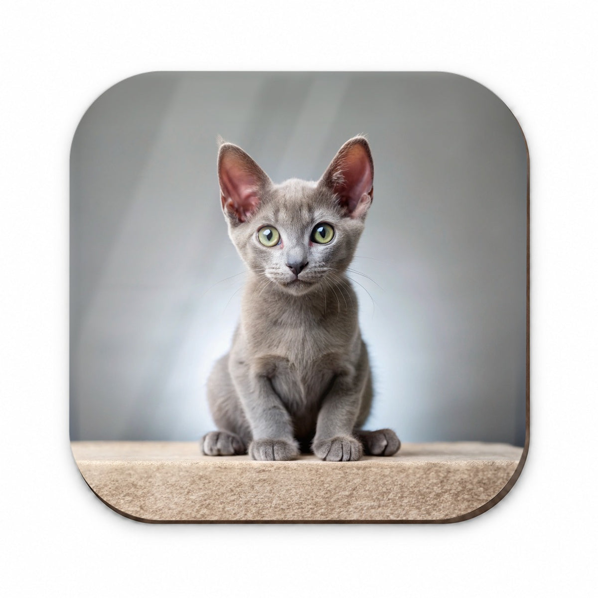 Korat Cat Kitten Photo Fridge Magnet