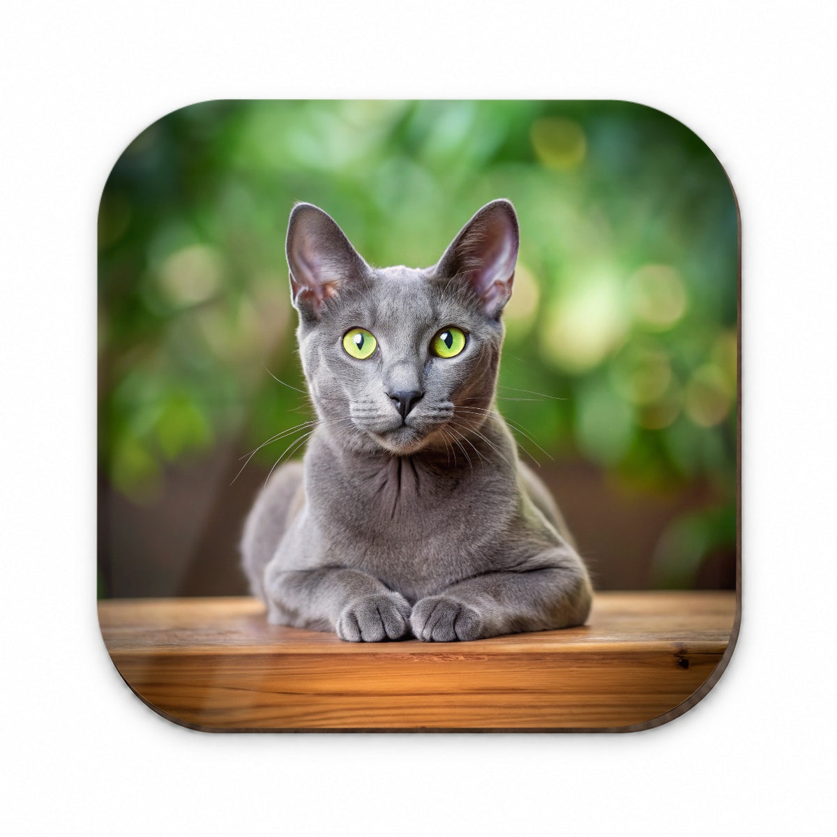 Korat Cat Photo Fridge Magnet