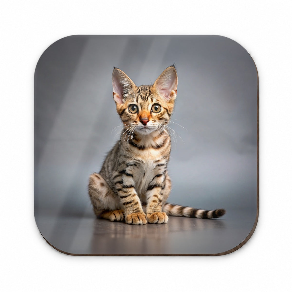 Ocicat Cat Kitten Photo Fridge Magnet