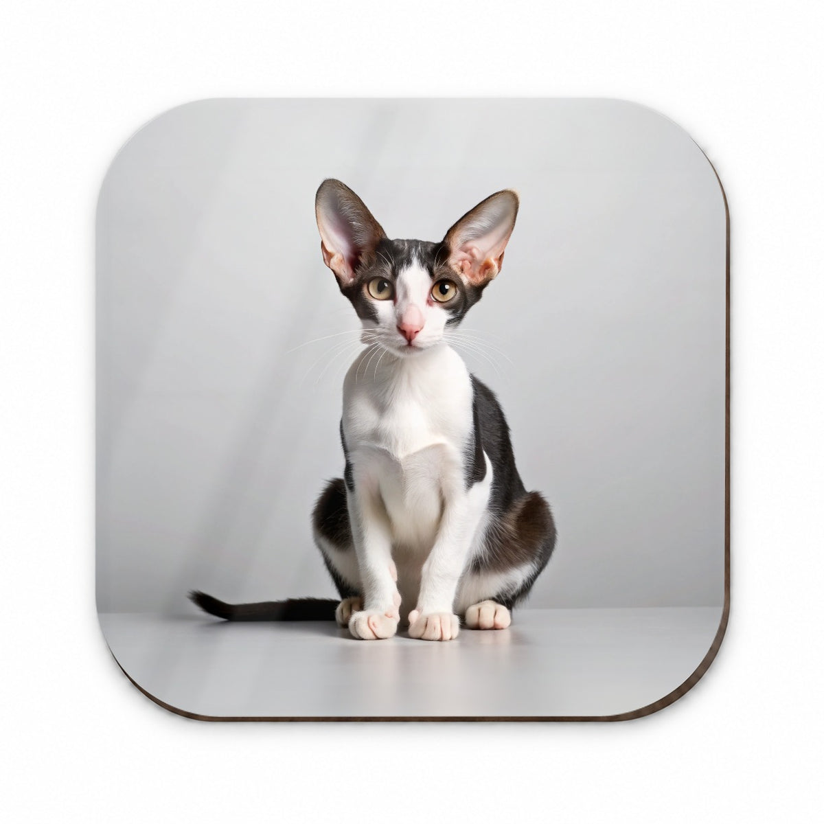 Oriental Shorthair Black White Cat Photo Fridge Magnet
