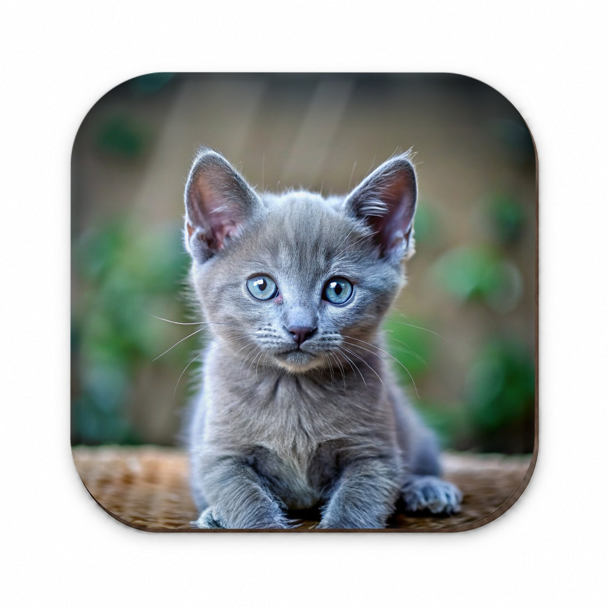 Russian Blue Cat Kitten Photo Fridge Magnet