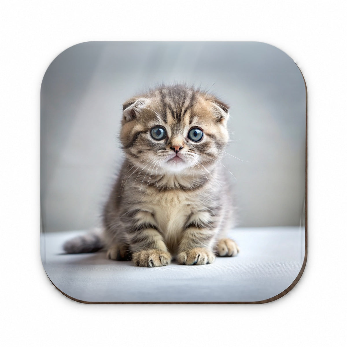 Scottish Fold Cat Kitten Photo Fridge Magnet