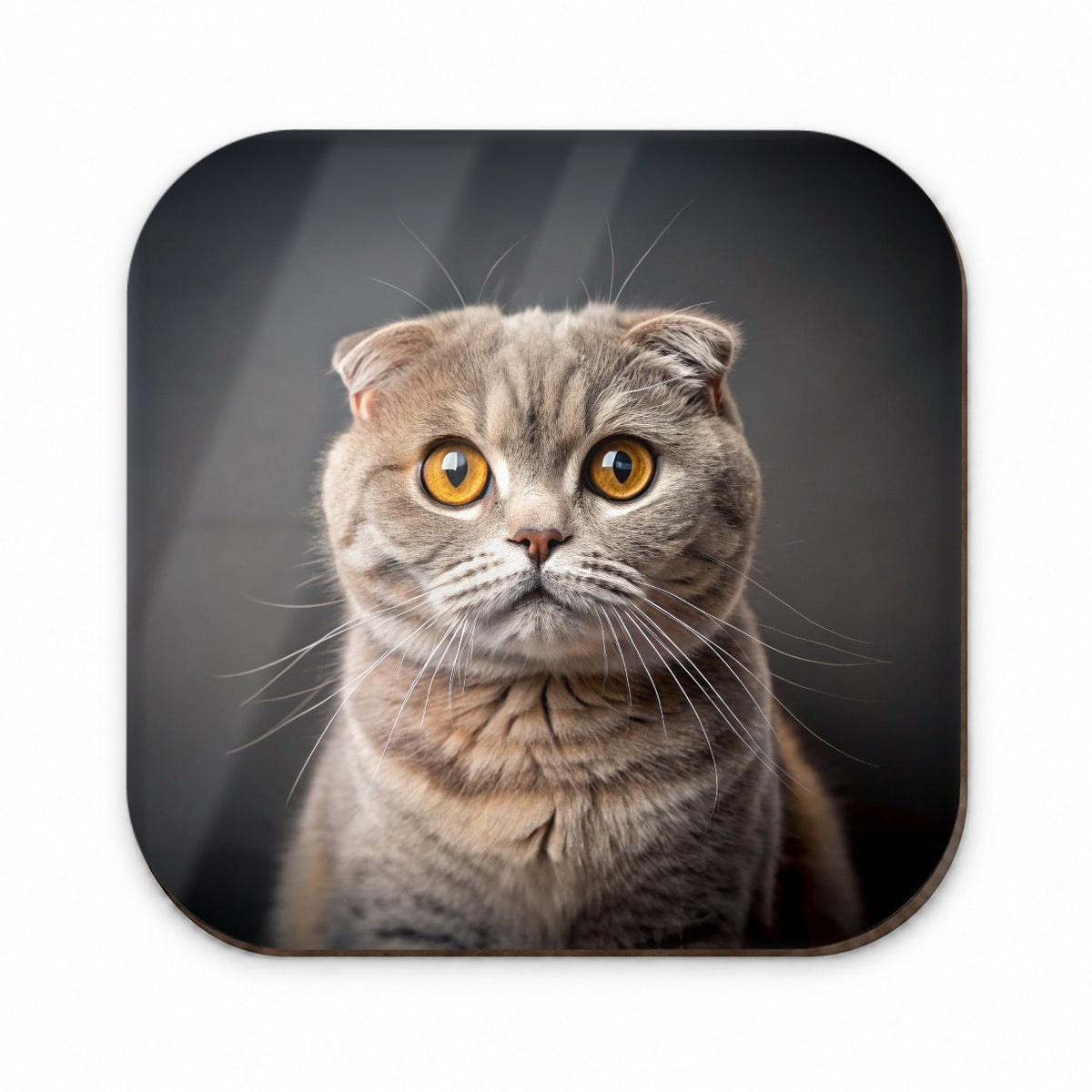 Scottish Fold Cat Photo Fridge Magnet
