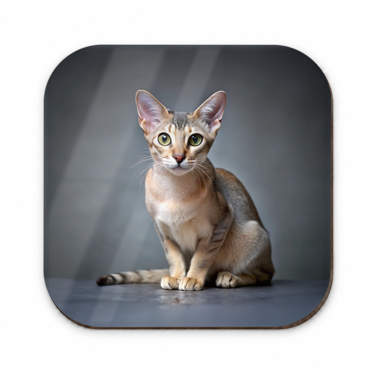 Singapura Cat Photo Fridge Magnet
