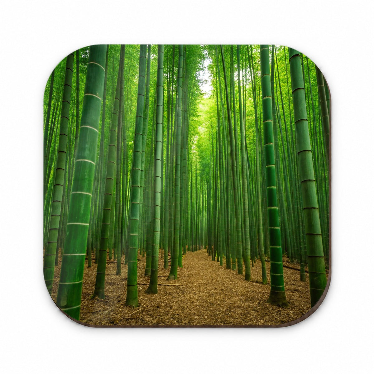 Bamboo Grove Forest Fridge Magnet