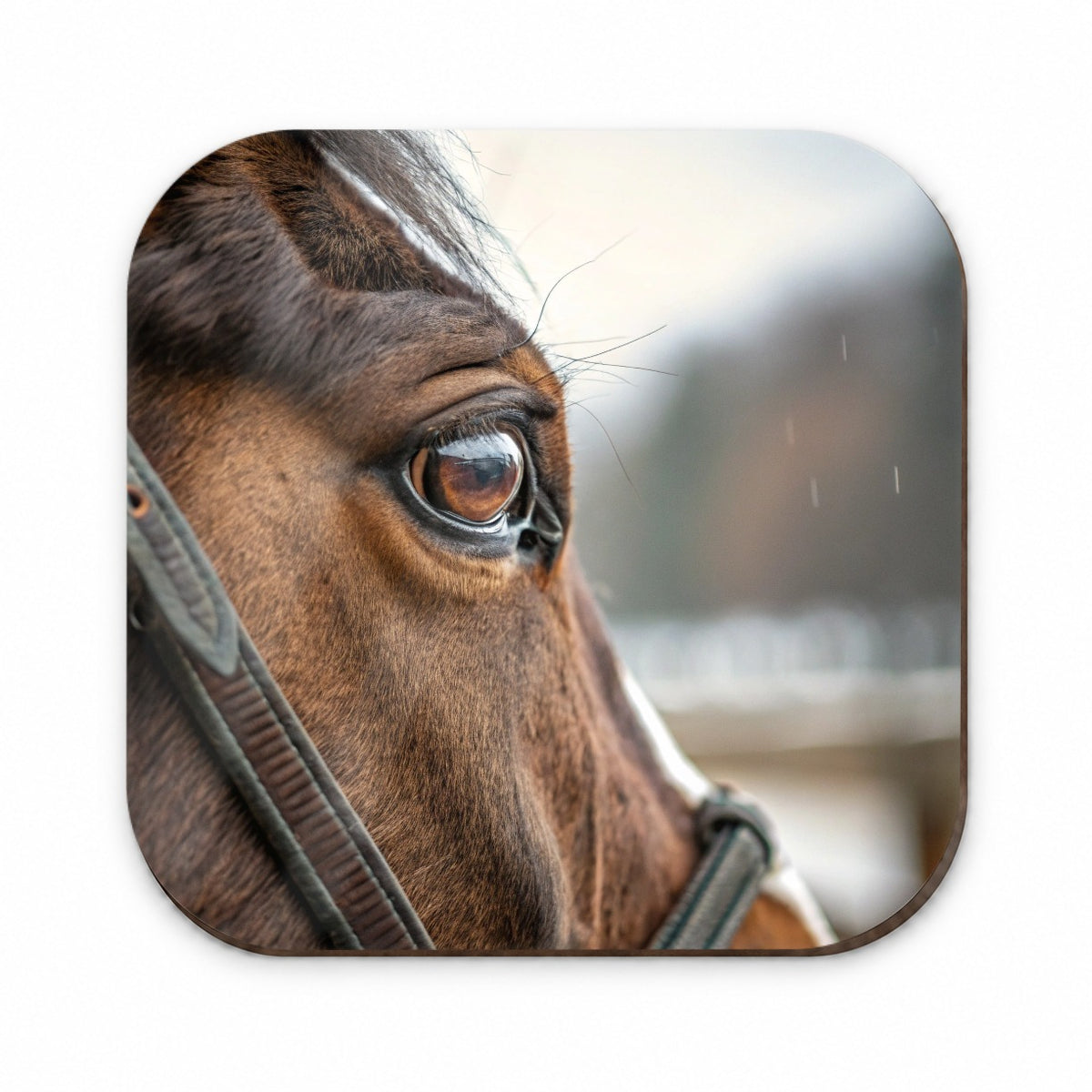 Brown Horse Eye Close Up Fridge Magnet