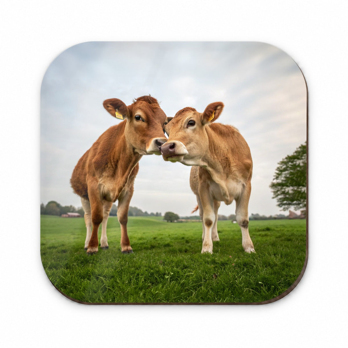 Cows Nuzzle Love Fridge Magnet