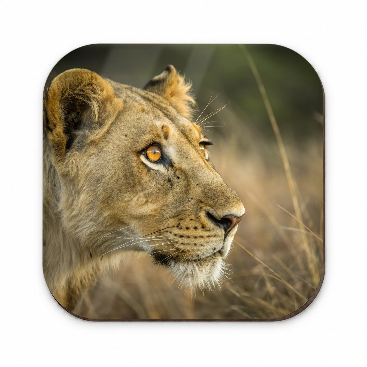 Lion Eyes Close Up Fridge Magnet