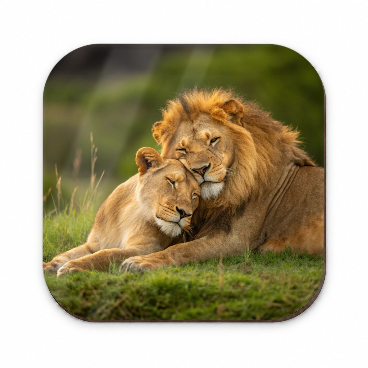 Lions Hugging Love Fridge Magnet