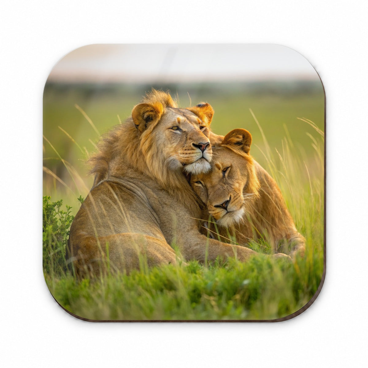 Lions Love Affection Fridge Magnet