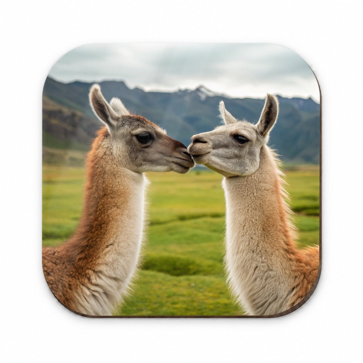 Llamas Kissing Love Fridge Magnet