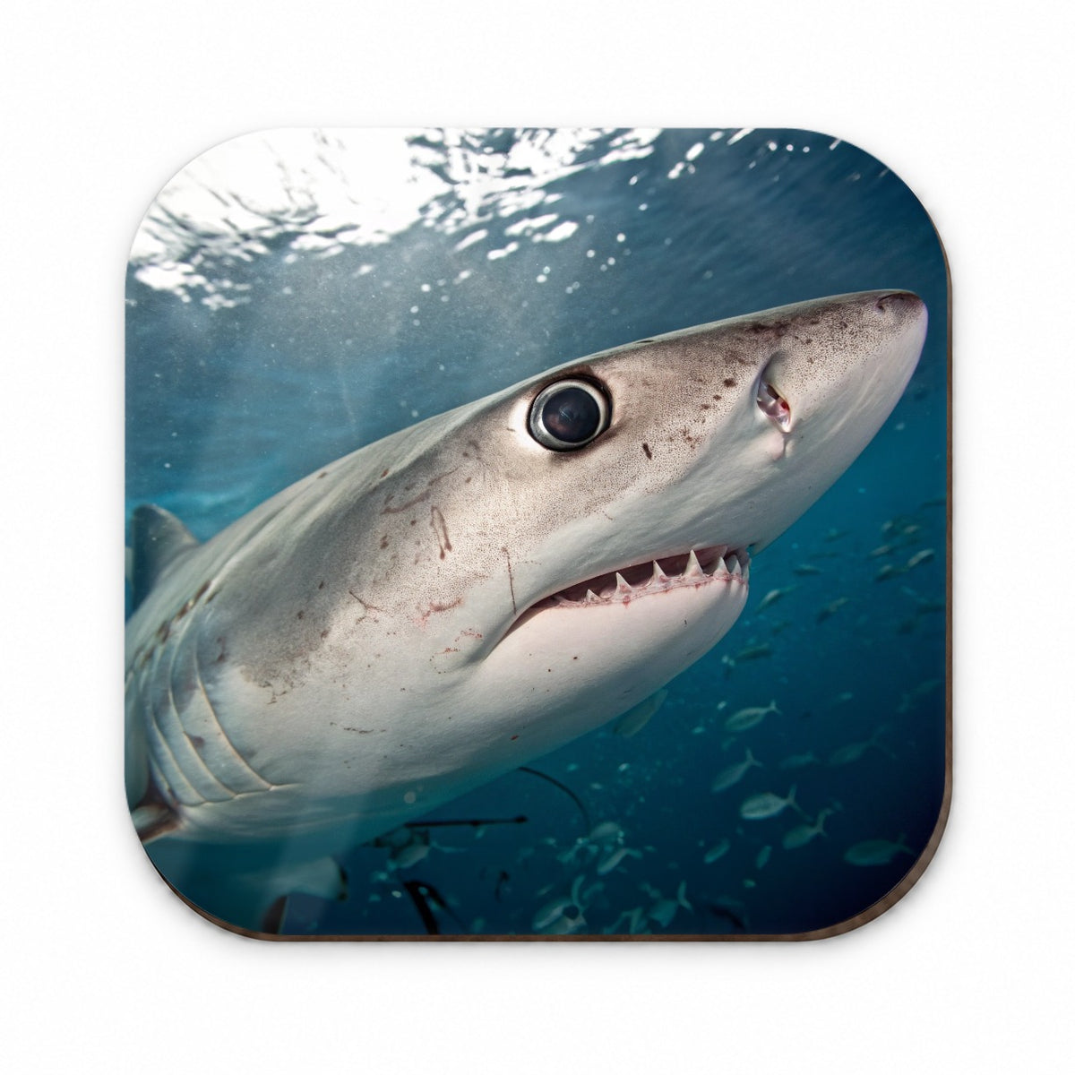 Shark Eye Close Up Ocean Fridge Magnet