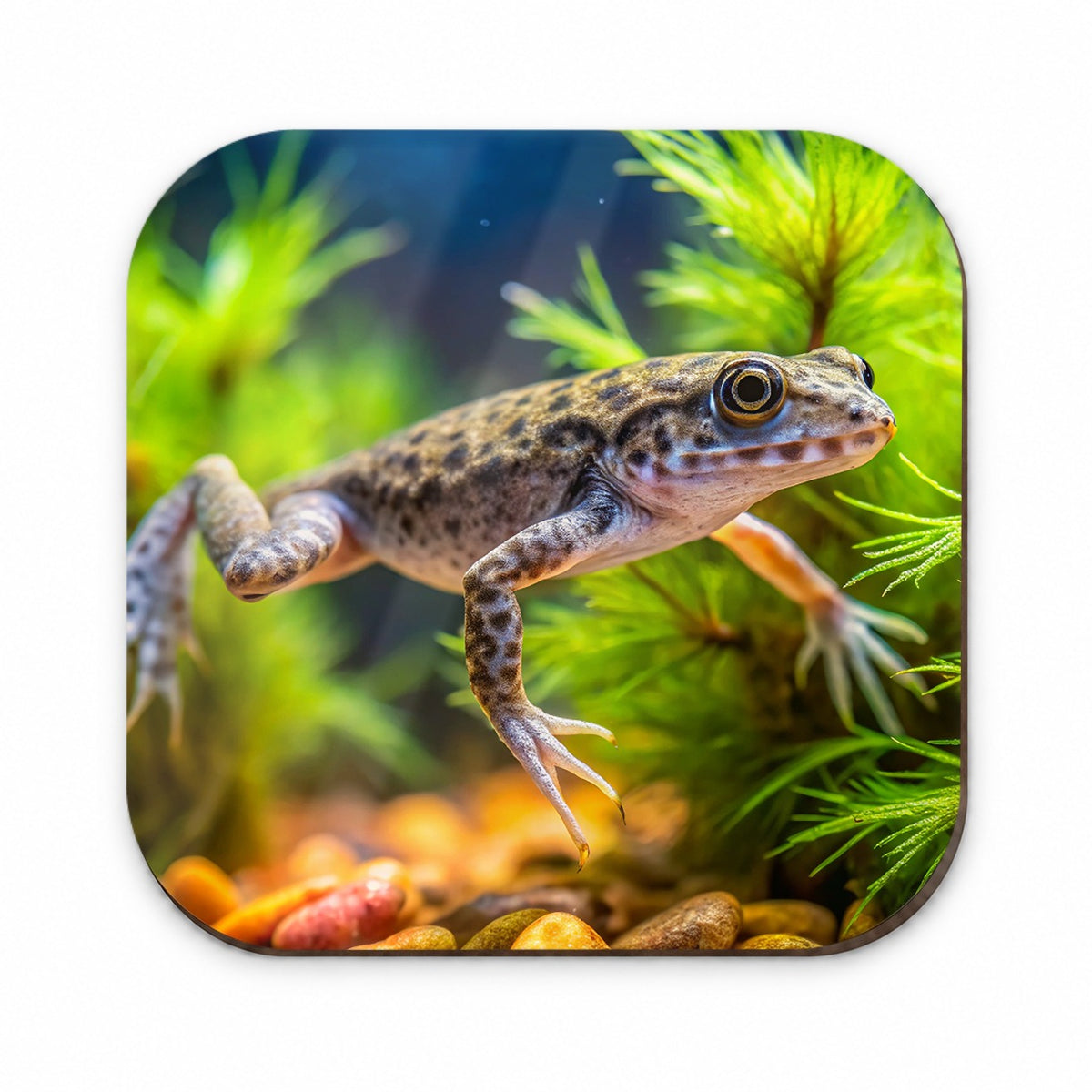 African Dwarf Frog Swimming Fridge Magnet
