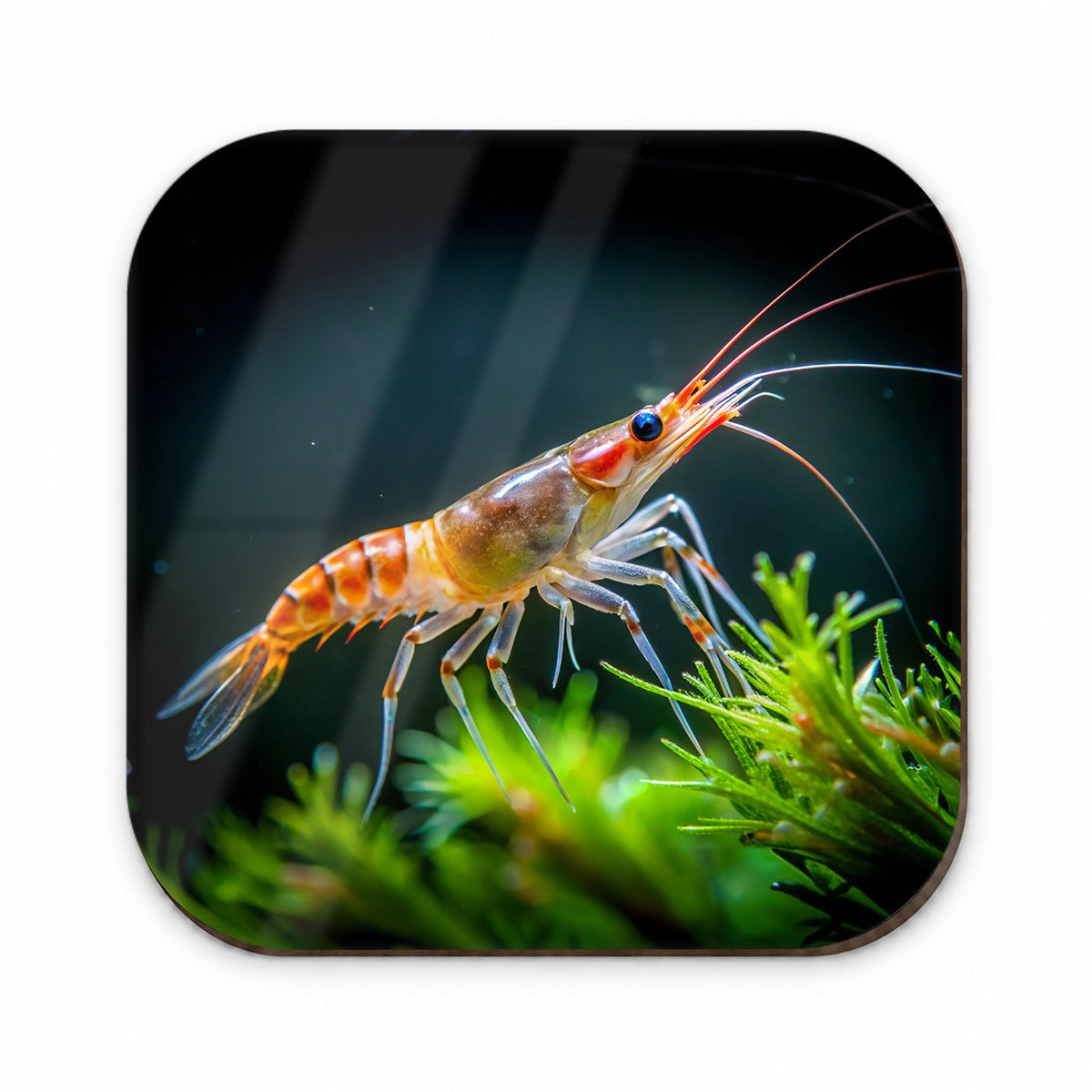 Shrimp Swimming Fridge Magnet