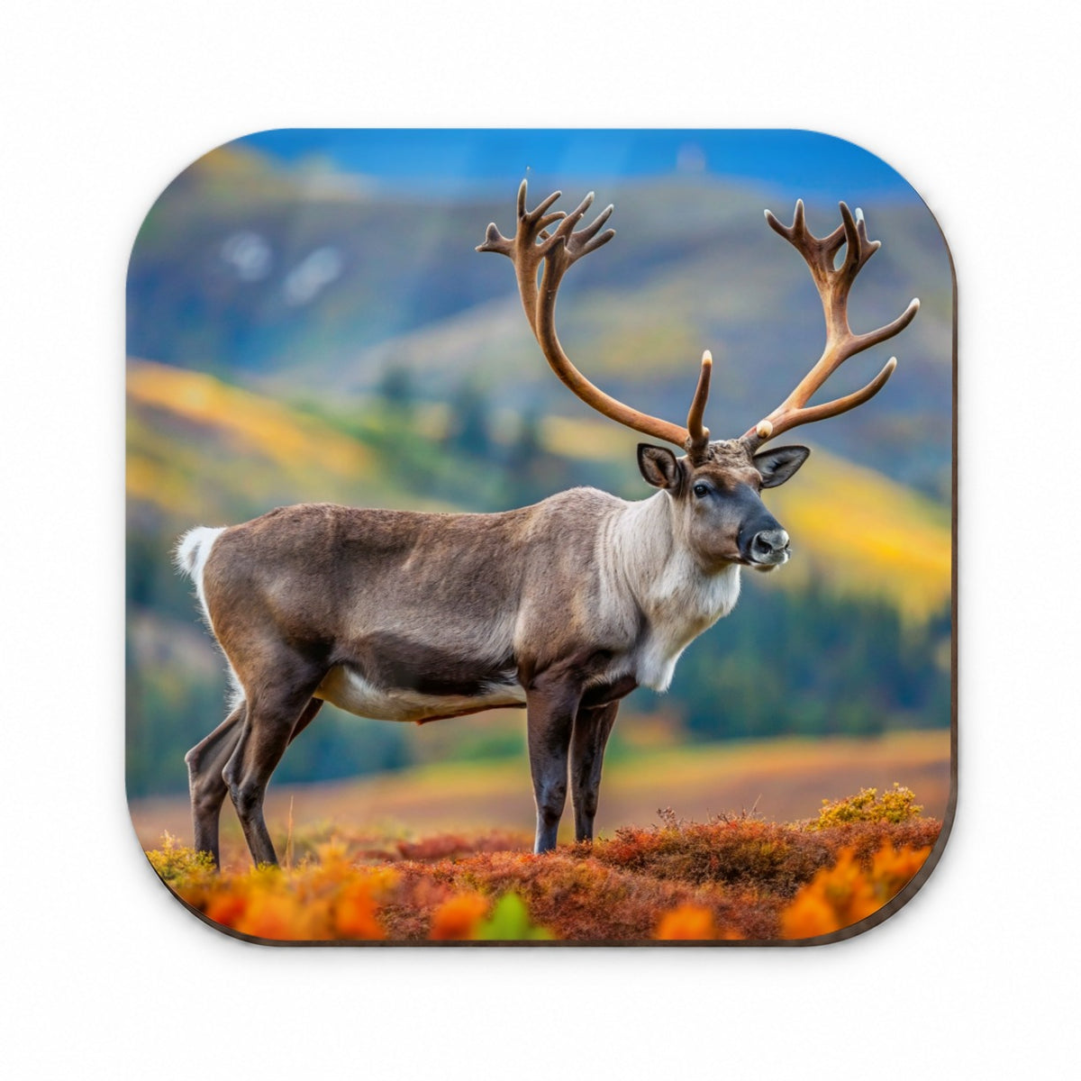 Caribou Reindeer Photo Fridge Magnet