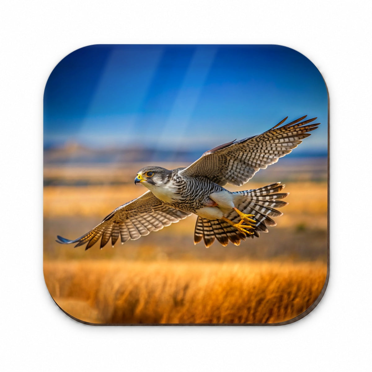Prairie Falcon Raptor in Flight Fridge Magnet
